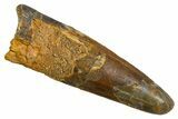 Fossil Spinosaurus Tooth - Real Dinosaur Tooth #326242-1